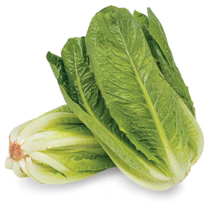 Cos-Romaine-Lettuce-1×10