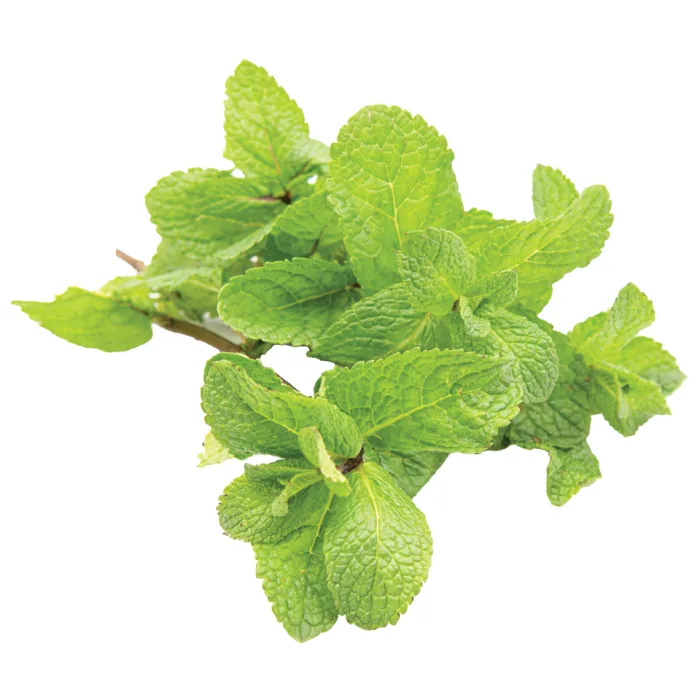 Fresh-Mint-1 Bunches